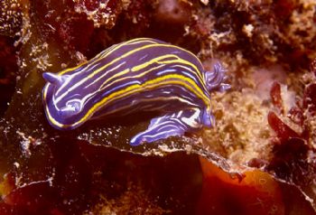 Nudibranch (Hypselodoris villafranca), shot in Baleal, Po... by Joao Pedro Tojal Loia Soares Silva 